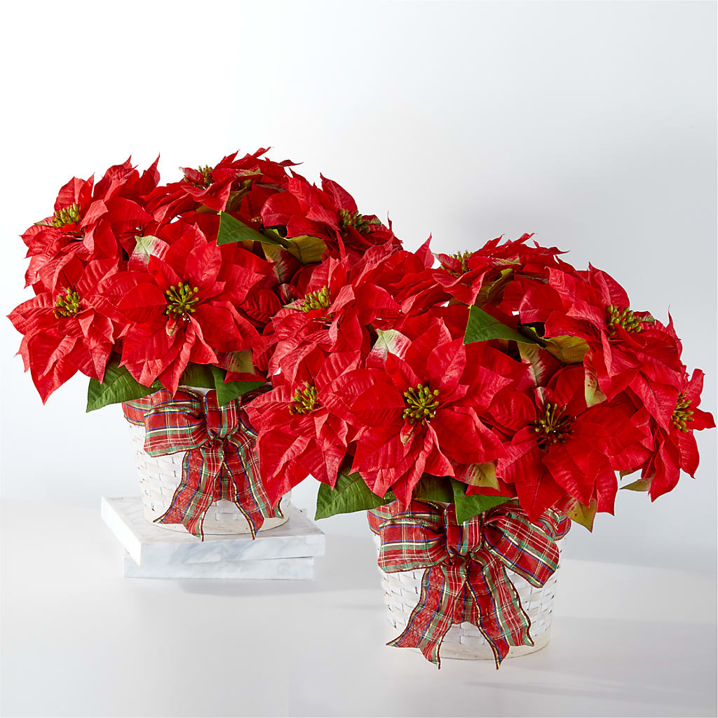 Happiest Holidays Poinsettia Bundle – Alachua Flowers, Alachua FL