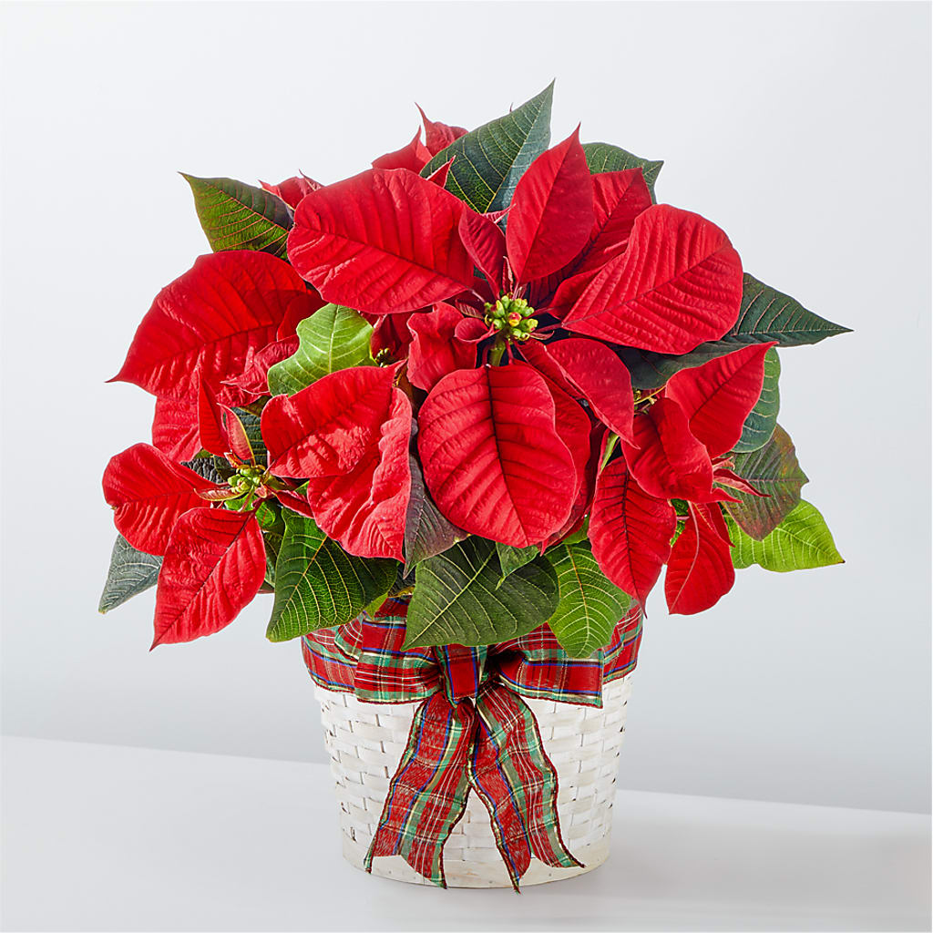 Happiest Holidays Poinsettia – Alachua Flowers, Alachua FL