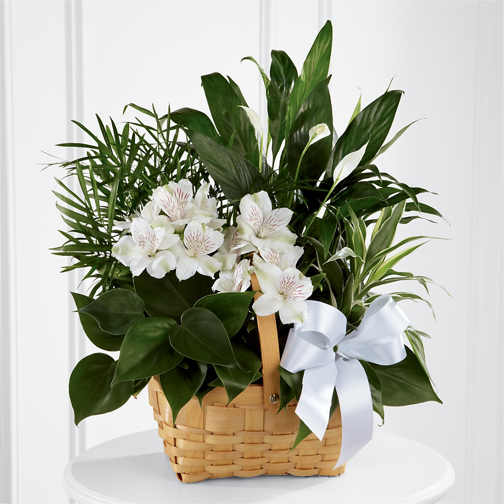 Peace & Serenity Dishgarden – Alachua Flowers, Alachua FL