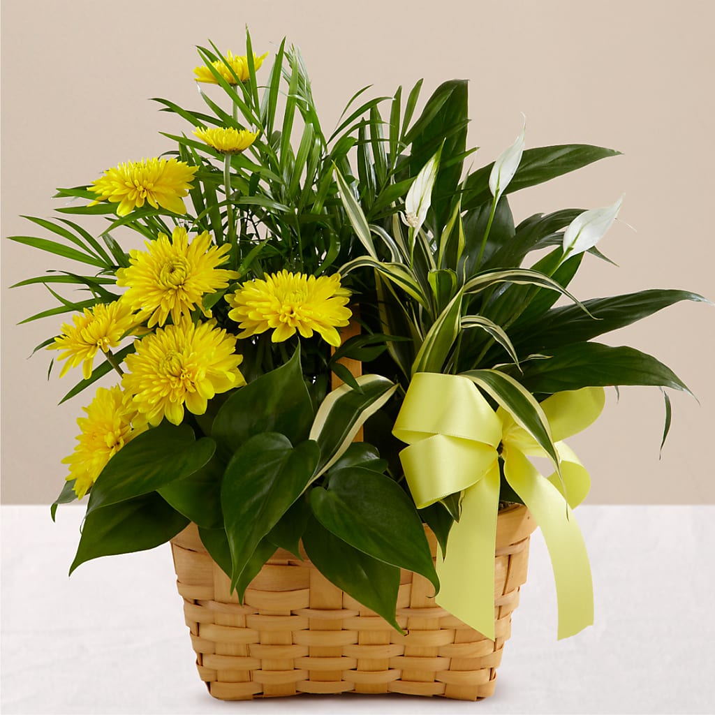 Loving Light Dishgarden – Alachua Flowers, Alachua FL