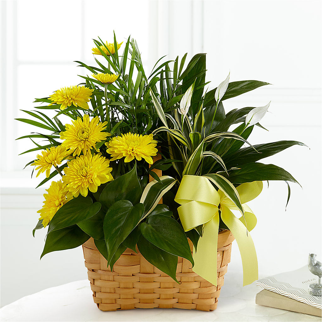 Loving Light Dishgarden – Alachua Flowers, Alachua FL