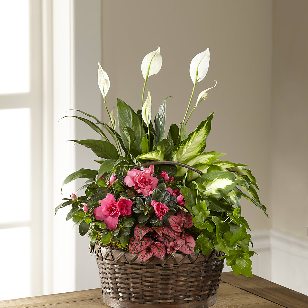 Dream in Pink Dishgarden – Alachua Flowers, Alachua FL
