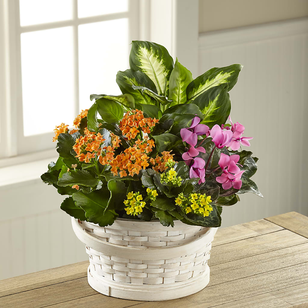 Color Crush Dishgarden – Alachua Flowers, Alachua FL