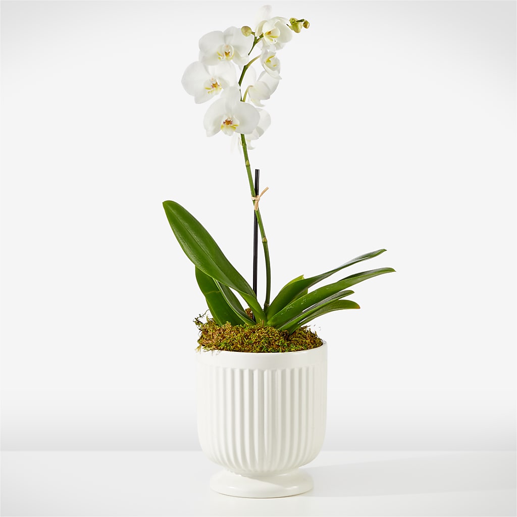 Whispering White Orchid – Alachua Flowers, Alachua FL