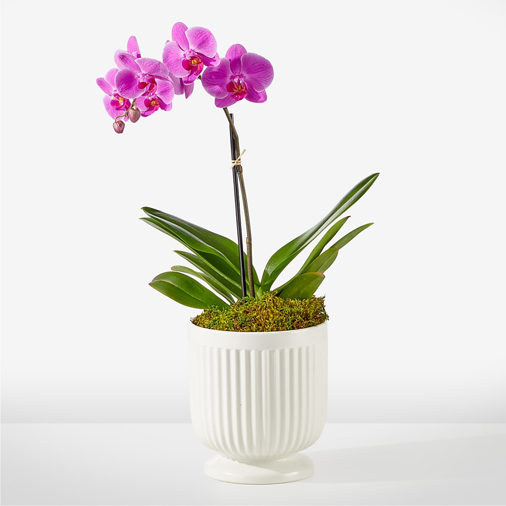 Friendly Fuchsia Orchid – Alachua Flowers, Alachua FL