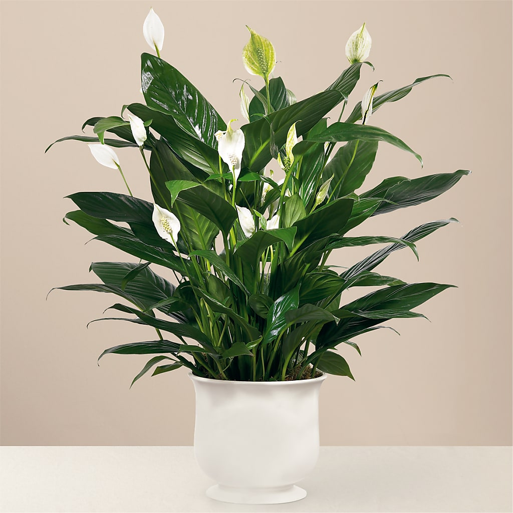 Comfort Planter – Alachua Flowers, Alachua FL