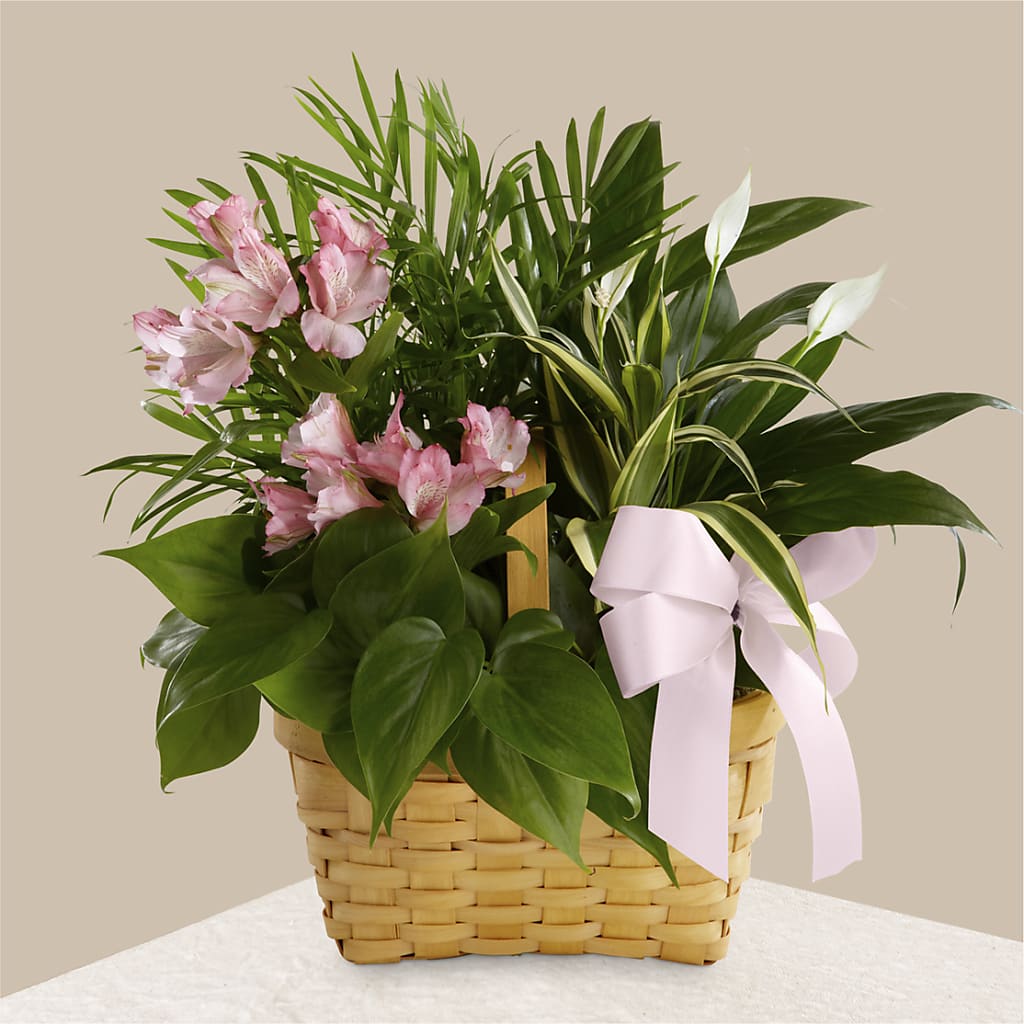 Living Spirit Dishgarden – Alachua Flowers, Alachua FL