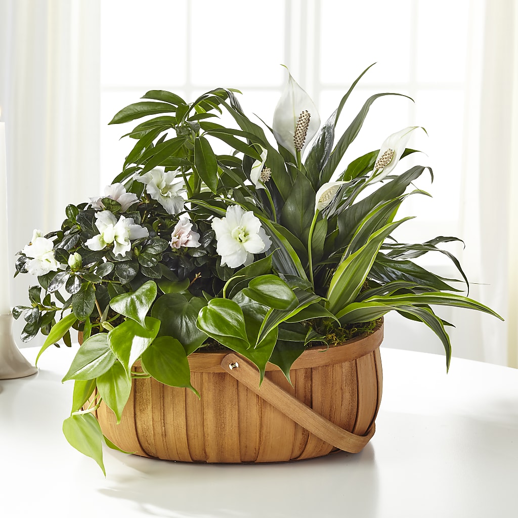 Serene Dishgarden – Alachua Flowers, Alachua FL