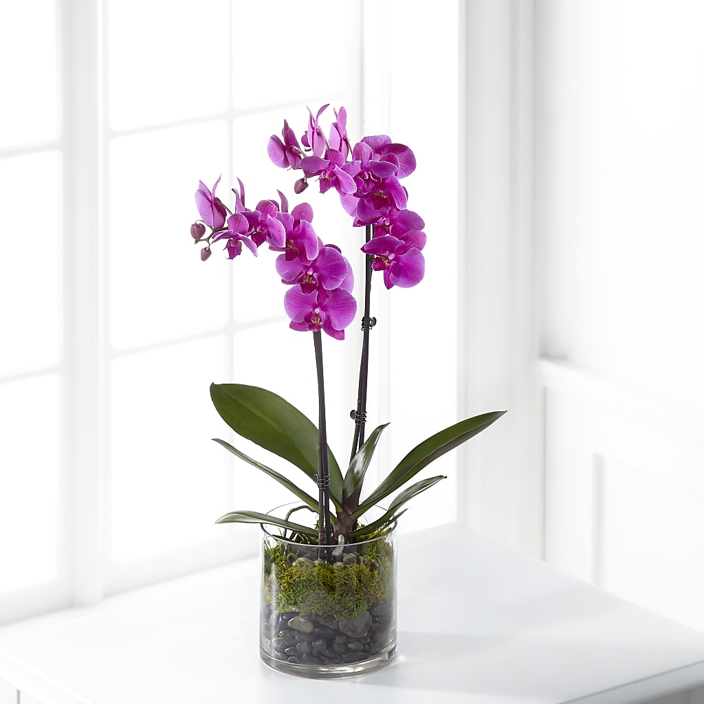 Pink Orchid Plant – Alachua Flowers, Alachua FL