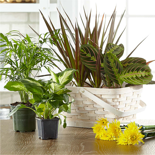 Florist Designed Blooming and Green Plants in a Basket –  Alachua Flowers, Alachua FL