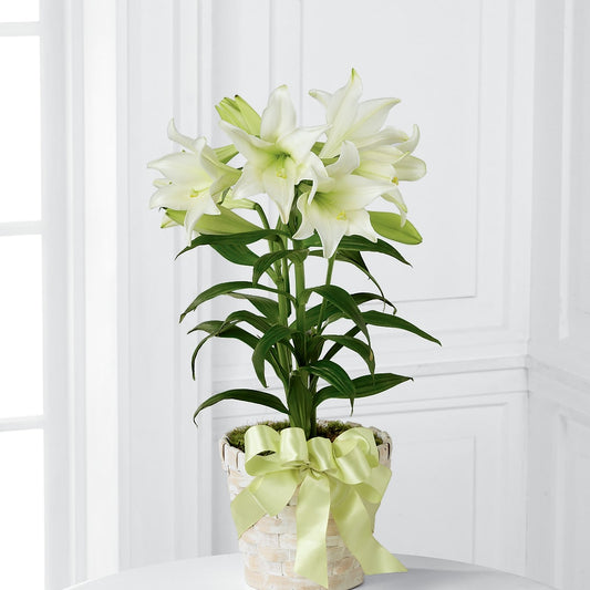 Easter Lily Plant –  Alachua Flowers, Alachua FL