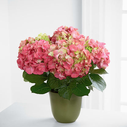 Pink Hydrangea Planter –  Alachua Flowers, Alachua FL