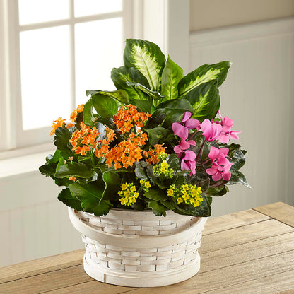 Color Crush Dishgarden –  Alachua Flowers, Alachua FL