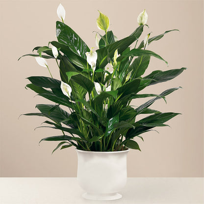 Comfort Planter –  Alachua Flowers, Alachua FL