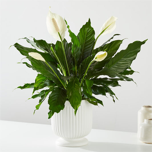 Comfort Planter –  Alachua Flowers, Alachua FL