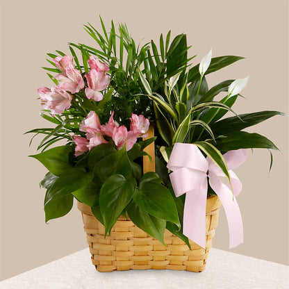 Living Spirit Dishgarden –  Alachua Flowers, Alachua FL