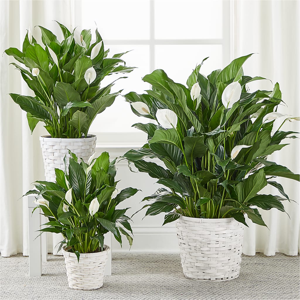 A New Leaf Peace Lily –  Alachua Flowers, Alachua FL