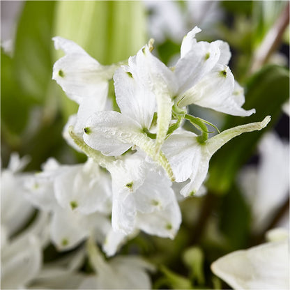 Classic Ivory – A Florist Original –  Alachua Flowers, Alachua FL